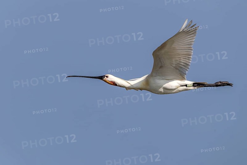 Eurasian Spoonbill (Platalea leucorodia) flying, Texel, Netherlands
