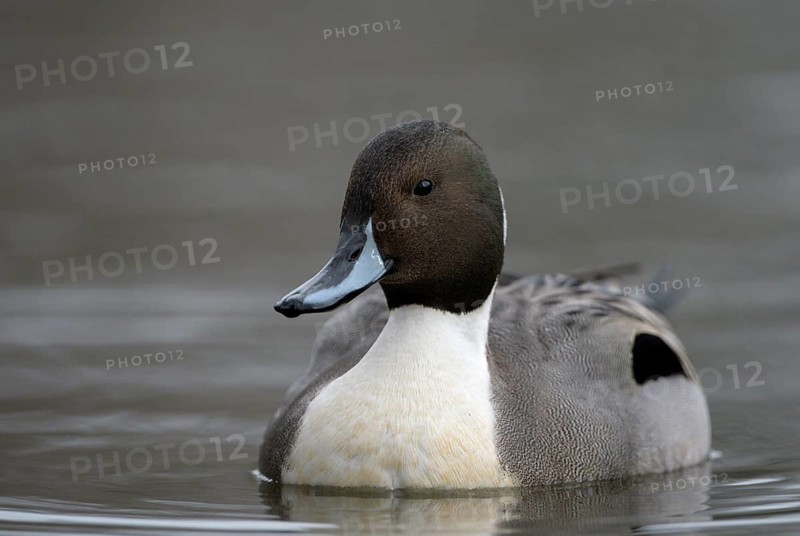 Spiessente (Anas acuta), Pintail, Maennchen, Erpel, Februar, Oberhausen, Ruhrgebiet, Nordrhein-Westfalen, Deutschland