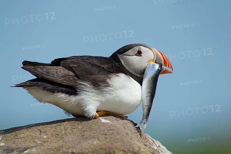 Atlantic puffin (Fratercula arctica) adult auk seabird bird on a rock with a fish in its beak in summer, Farne islands, Northumberland, England, United Kingdom