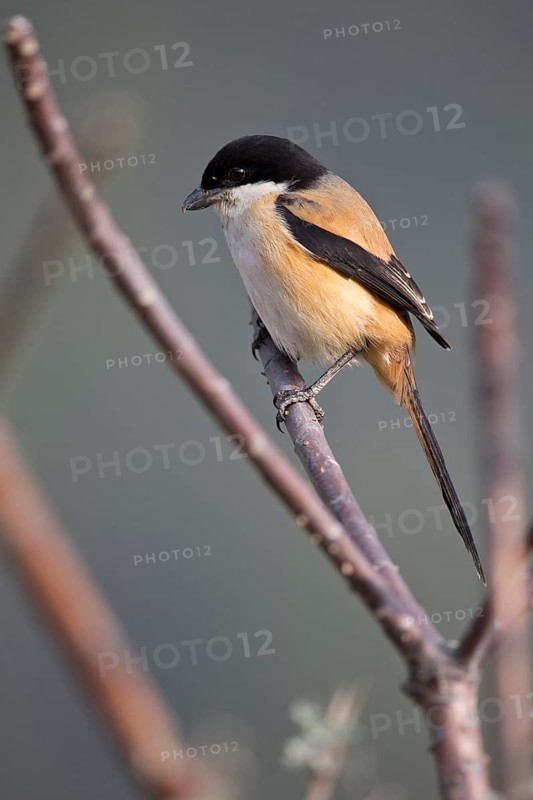 Long-tailed Shrike (Lanius schach tricolor) perched on a branch, Punakha, Bhutan