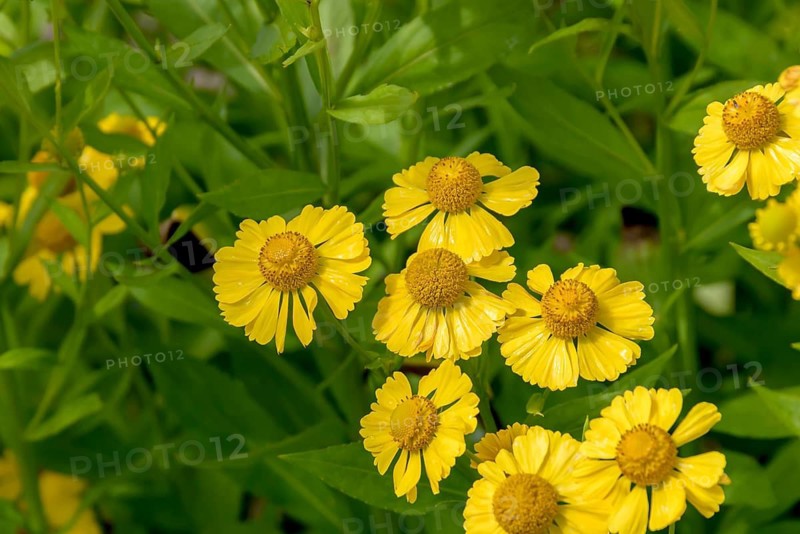 Sunflower (Helenium 'Kanaria'),  Germany