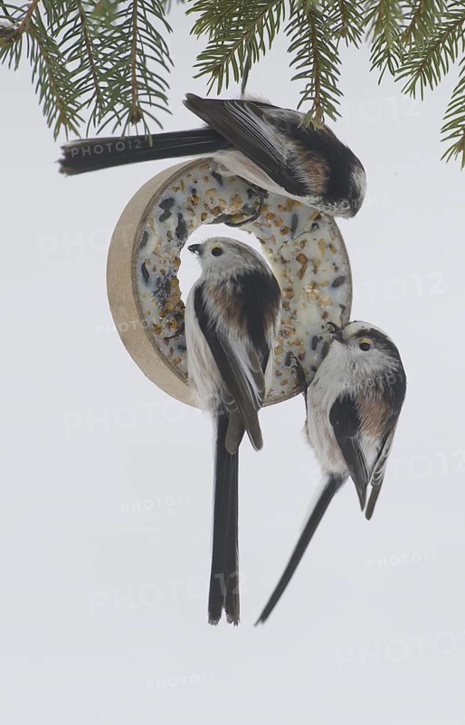 Long-tailed Tit (Aegithalos caudatus), Saxony, Germany
