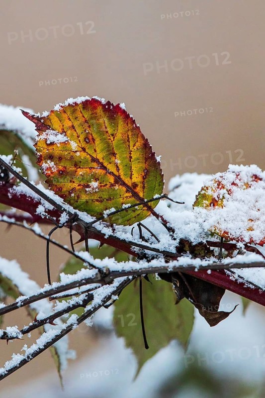 Schneebedeckte Blätter der Hunds-Rose (Rosa canina) in bunten Farben im Winter, Baden-Württemberg, Deutschland