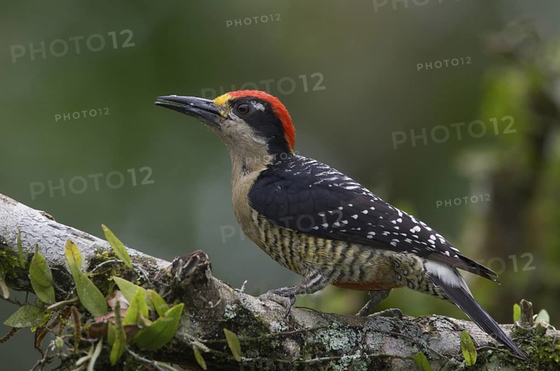 Black-cheeked Woodpecker (Melanerpes pucherani), Pichincha, Ecuador