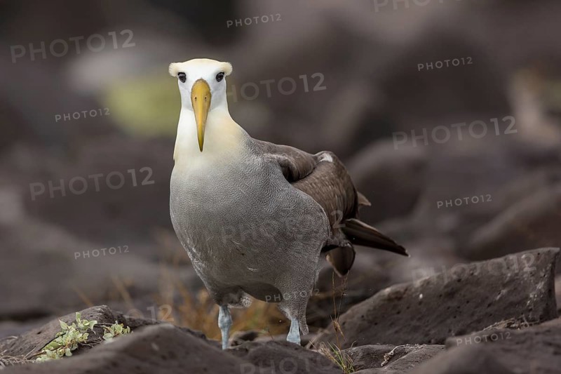 Waved Albatross (Phoebastria irrorata), Galapagos, Ecuador