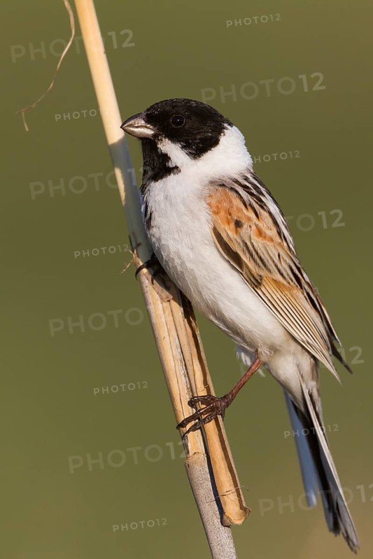 Reed Bunting - Rohrammer - Emberiza schoeniclus ssp. pyrrhuloides, Kazakhstan, adult male