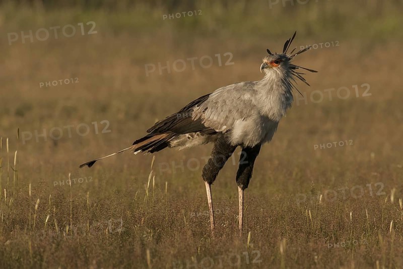 Secretarybird (Sagittarius serpentarius), Northern Cape, South Africa