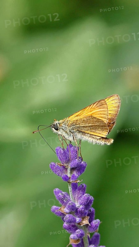 Large skipper (Ochlodes venatus), collecting nectar from a flower of Common lavender (Lavandula angustifolia), close-up, macro photograph, Wilnsdorf, North Rhine-Westphalia, Germany