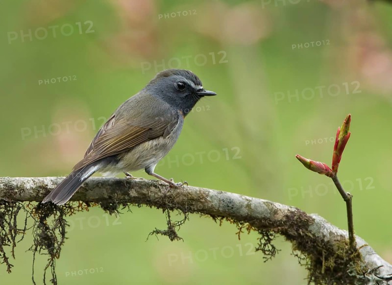 Rufous-gorgeted Flycatcher (Ficedula strophiata) male, Darjeeling, India