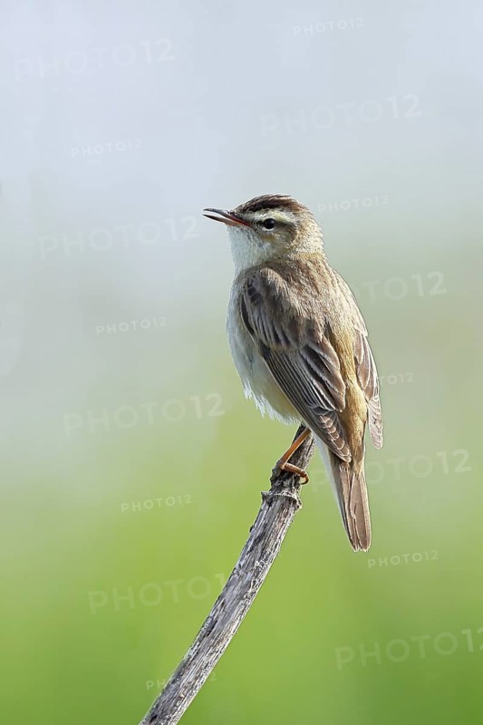 Reed Warbler (Acrocephalus schoenobaenus) singing in a shrub, Wildlife, Lembruch, Ochsen Moor, Dümmer nature park Park, Lower Saxony, Germany