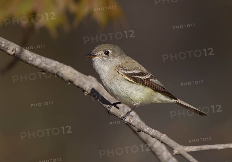 Least Flycatcher (Empidonax minimus), Michigan, USA