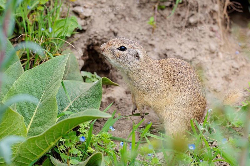 A fully grown ground squirrel (Spermophilus citellus) stands in front of its burrow on a hillside on a cloudy day. Austria