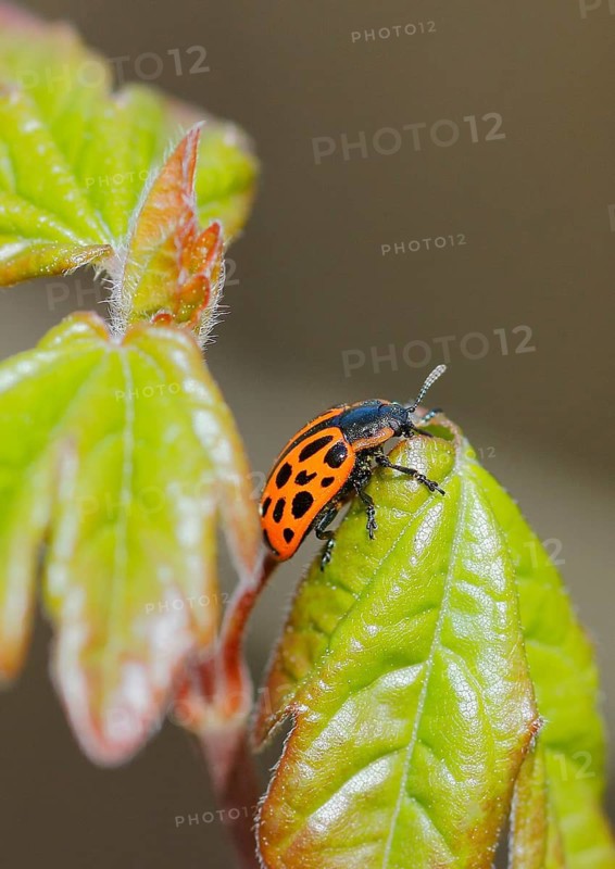 Chrysomela vigintipunctata (Chrysomela vigintipunctata) sitting on a leaf, North Rhine-Westphalia, Germany