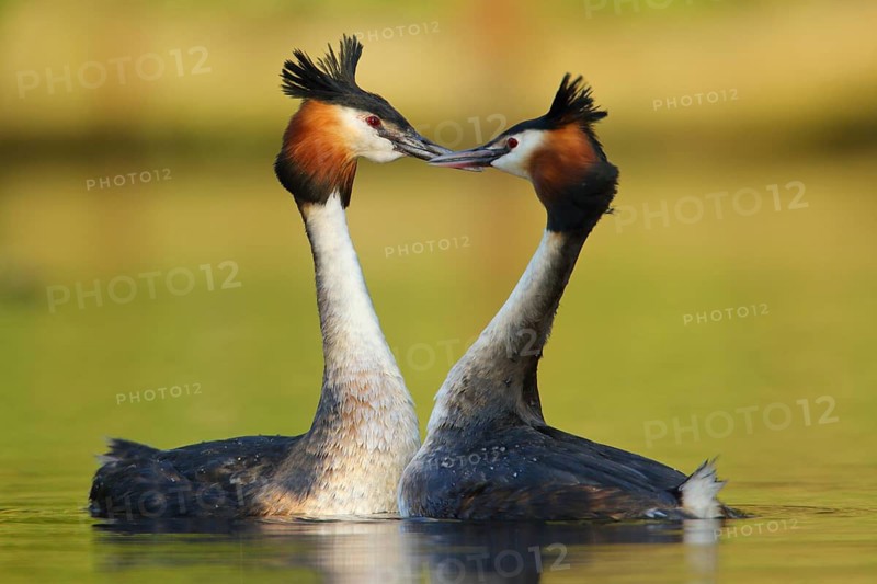 Great Crested Grebe (Podiceps cristatus) pair displaying, North Rhine-Westphalia, Germany