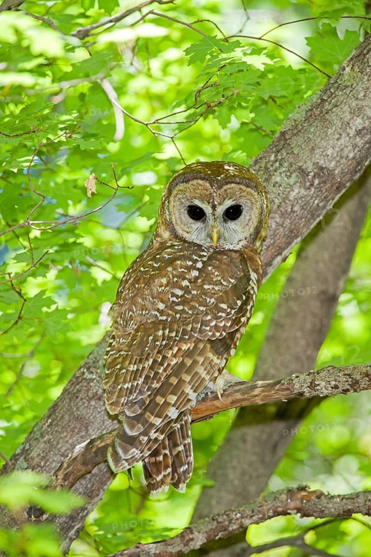 Spotted Owl Strix occidentalis Huachuca Mountains, Cochise County, Arizona, United States 17 May Adult Strigidae