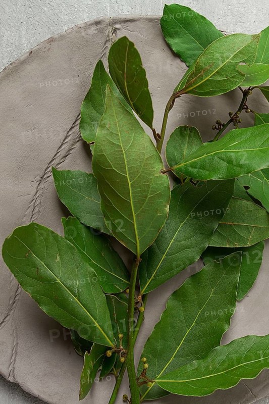 Fresh, bay leaf branch, on a gray background, top view, no people