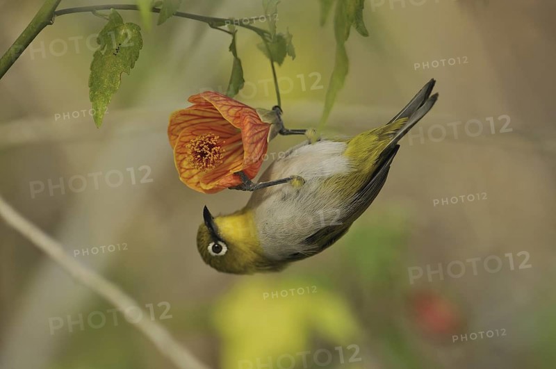 Oriental White-eye (Zosterops palpebrosus), Kerala, India