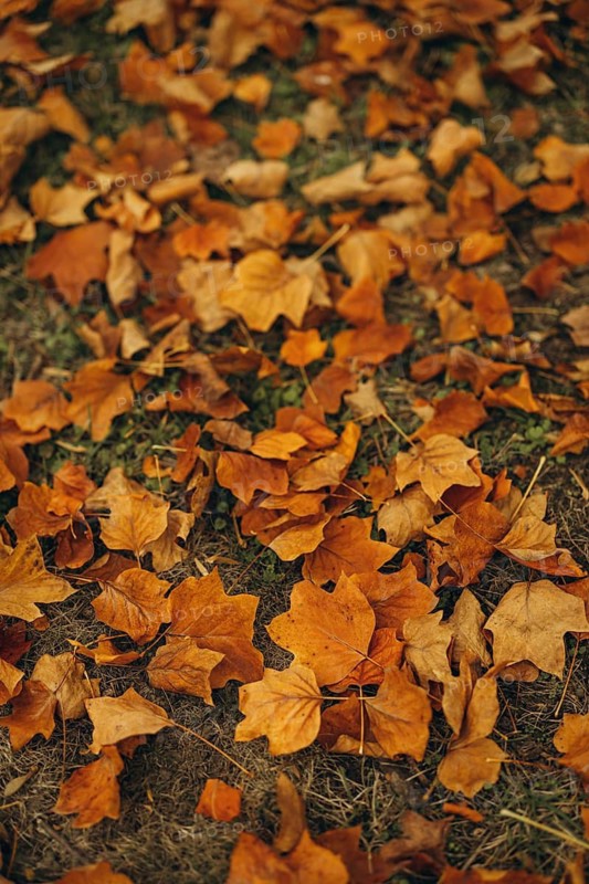 A carpet of vibrant yellow maple leaves blanketing the earth, showcased in a warm, autumnal setting, evoking the cozy essence of the season