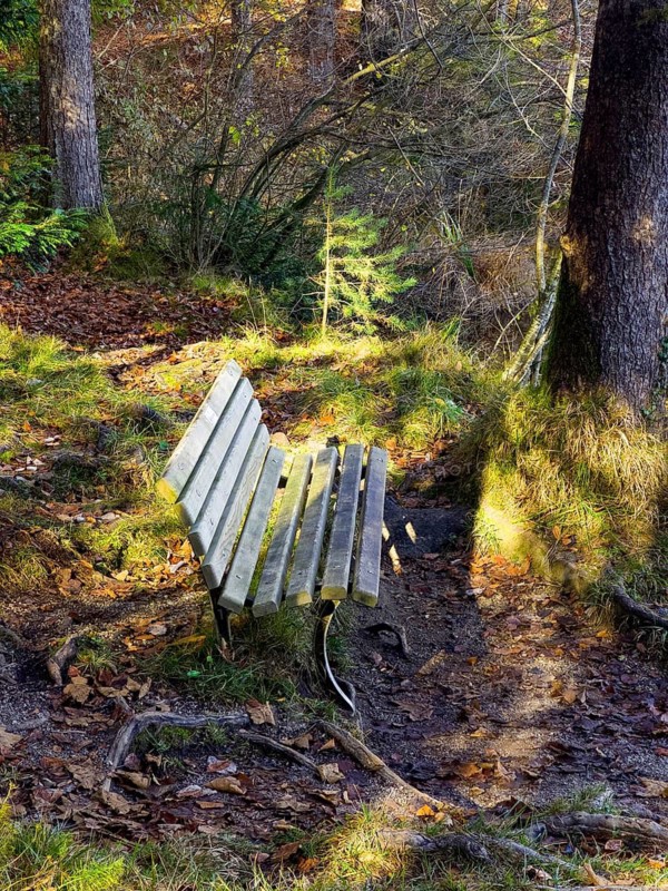 Wooden bench in the forest