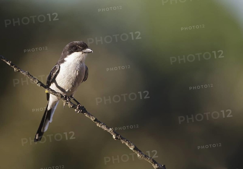 Southern Fiscal (Lanius collaris), Natal, South Africa