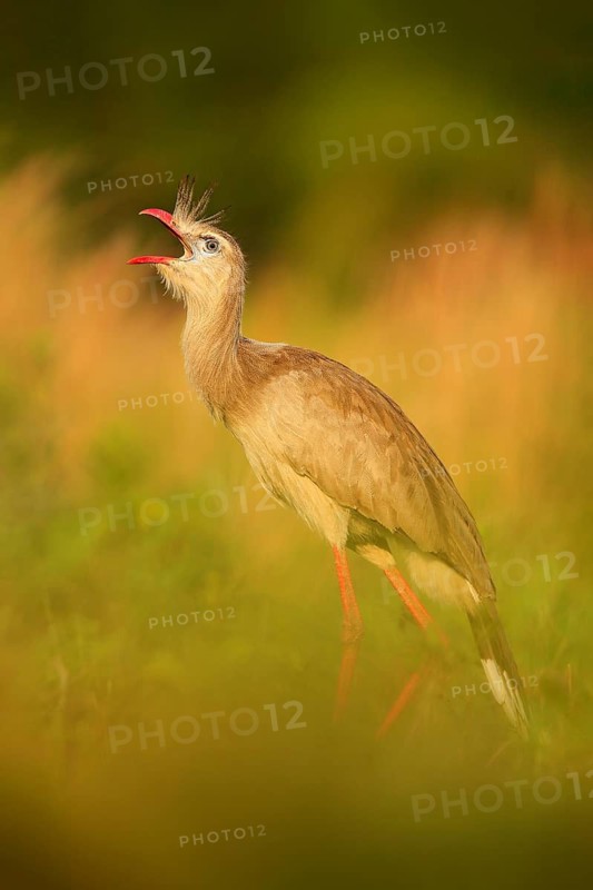 Red-legged Seriema, Cariama cristata, Pantanal, Brazil. Typical bird from Brazil nature. Bird in the grass meadow, long red leg. Travelling in South America. Wildlife from Pantanal. Open bill