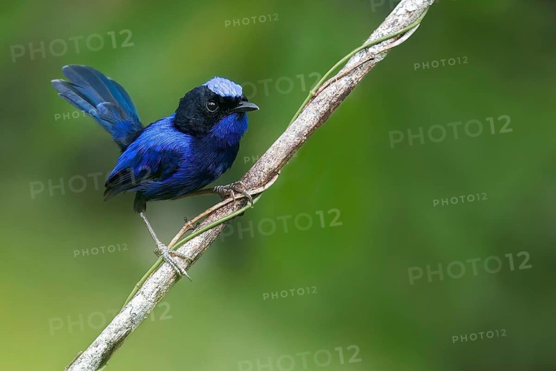 Emperor Fairywren (Malurus cyanocephalus) perched on a branch in Papua New Guinea