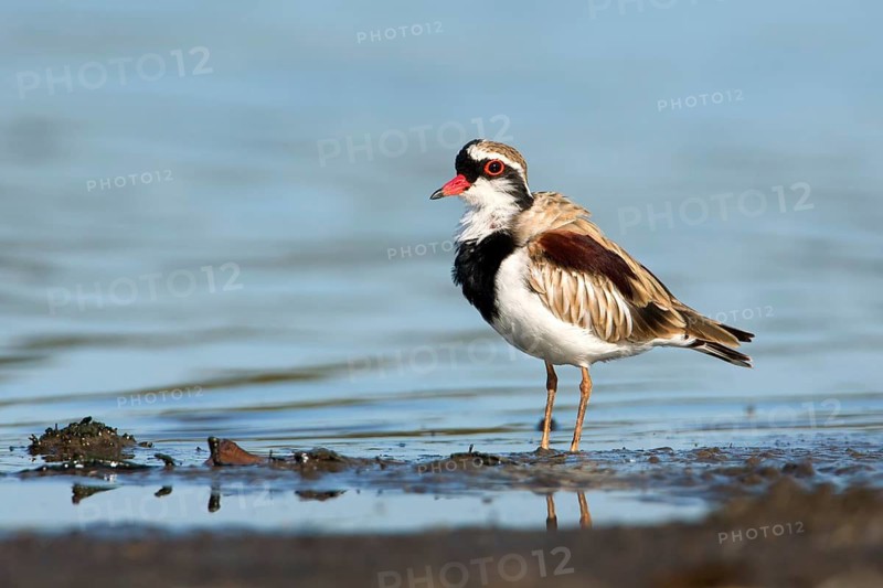 Black-fronted Dotterel (Elseyornis melanops), Victoria, Australia