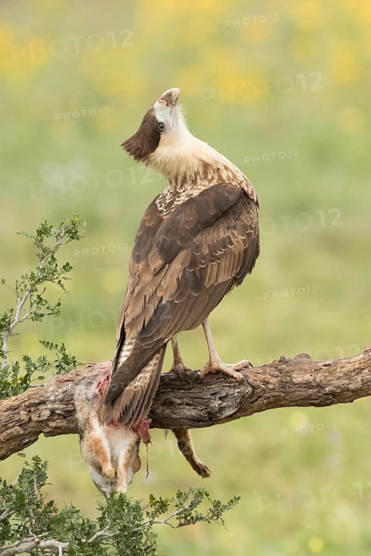 Northern Crested Caracara (Caracara cheriway), Texas, USA