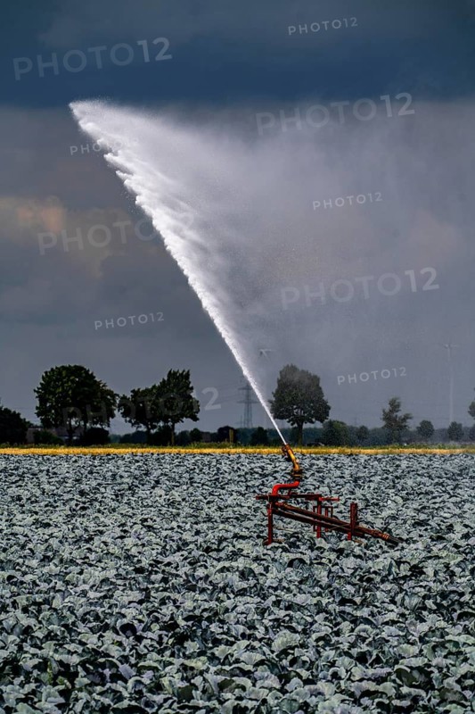 Agriculture, artificial irrigation of a field, irrigation system, cabbage cultivation, red cabbage, near Kempen on the Lower Rhine, North Rhine-Westphalia, Germany