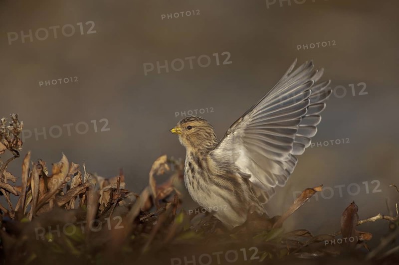 Twite (Linaria flavirostris), Schleswig-Holstein, Germany