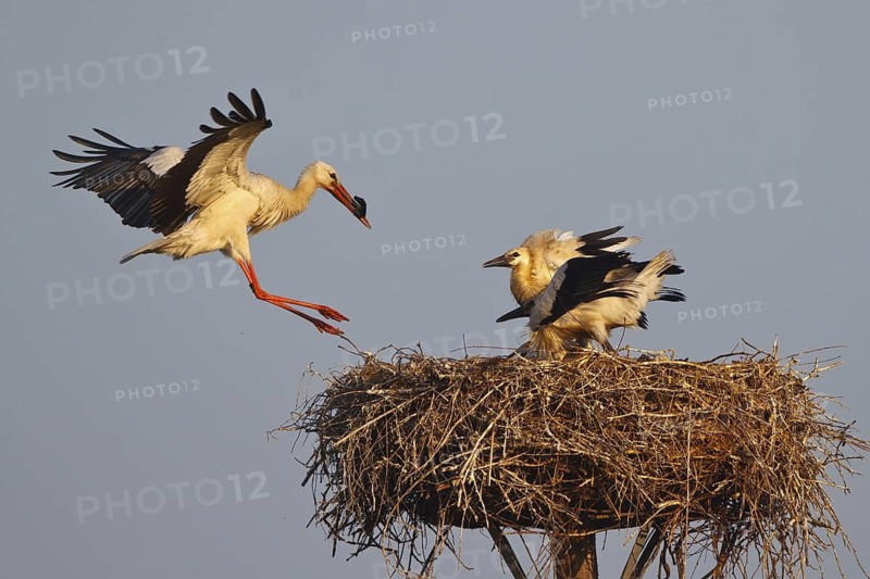 White Stork (Ciconia ciconia) juvenile, North Rhine-Westphalia, Germany