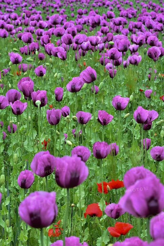 Field with poppies, red poppy (Papaver somniferum) and pink poppy, Bavaria, Germany