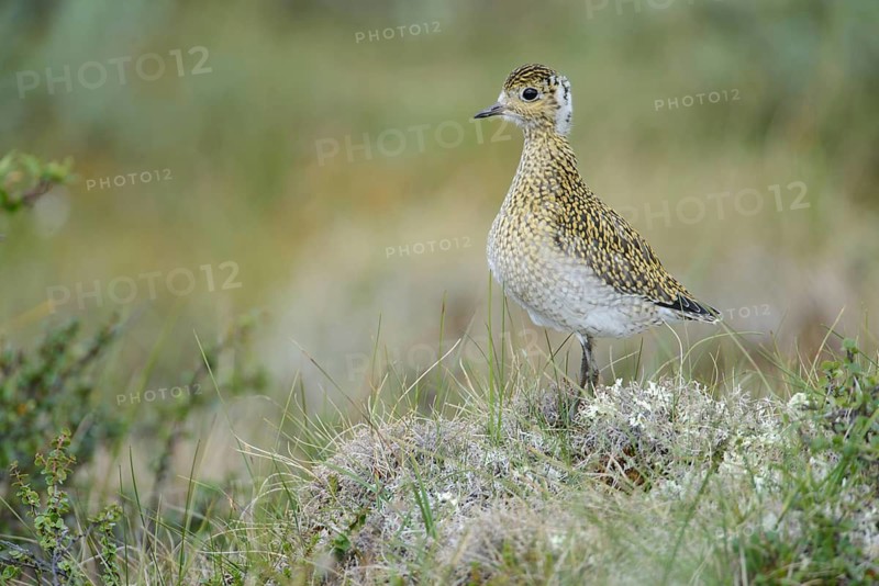 European Golden Plover (Pluvialis apricaria) juvenile, Dovrefjell, Norway