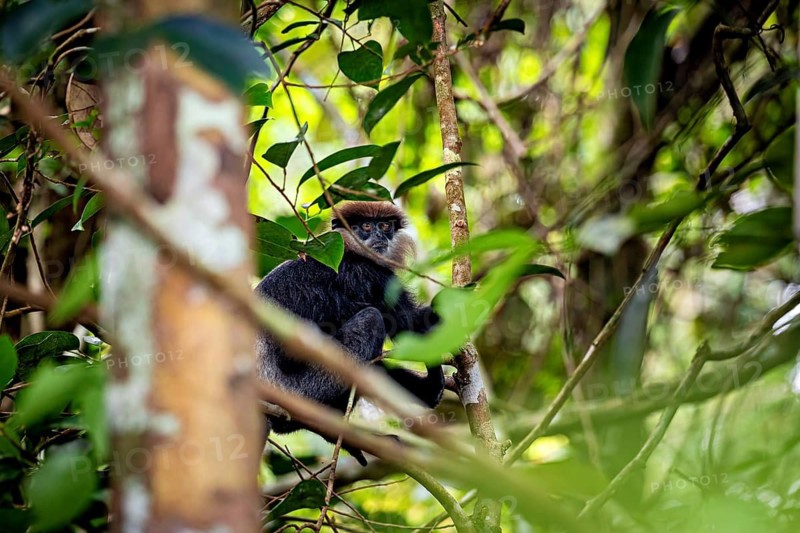 A monkey sits on a branch in a dense, green forest, purple langur (Semnopithecus vetulus) in the jungle of Ratnapura in Sri Lanka