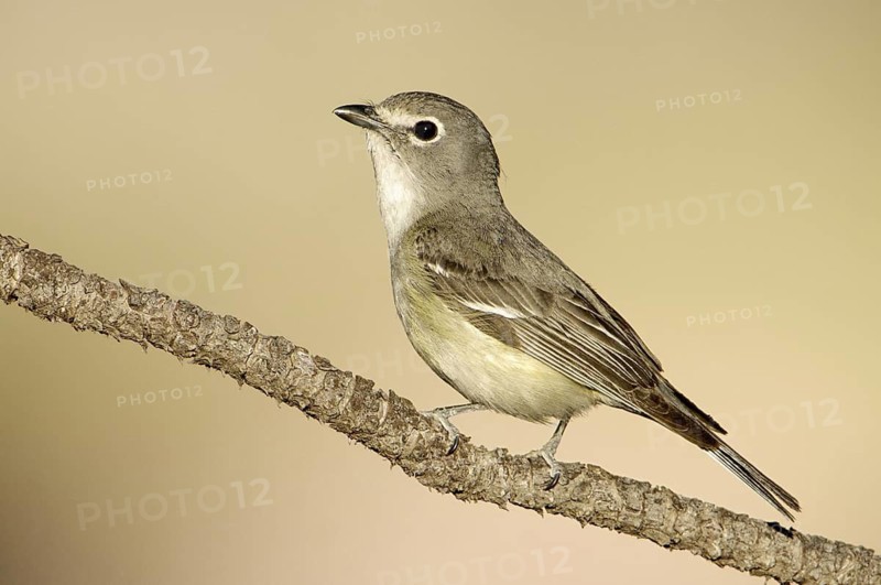 Plumbeous Vireo (Vireo plumbeus), Arizona, USA