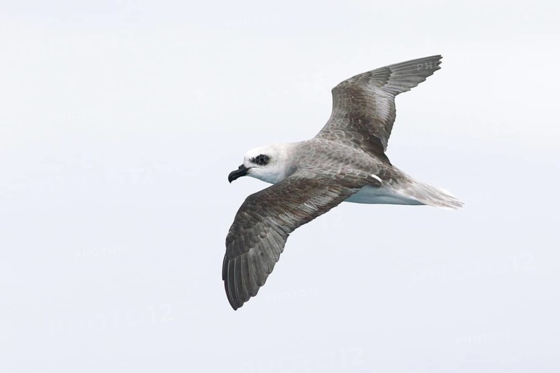 White-headed Petrel (Pterodroma lessonii) flying, Victoria, Australia