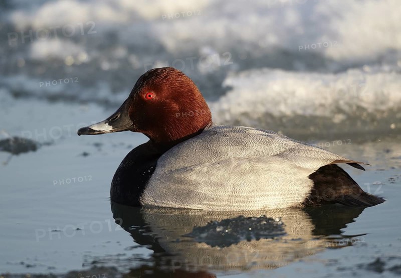 Common Pochard (Aythya ferina) male, Mecklenburg-Western Pomerania, Germany