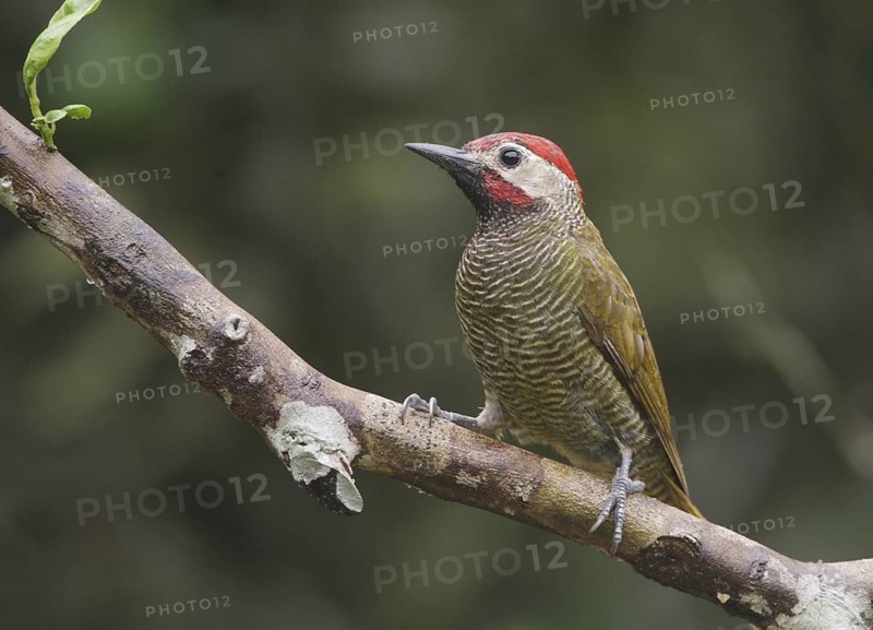 Golden-olive Woodpecker (Colaptes rubiginosus) male, Pichincha, Ecuador