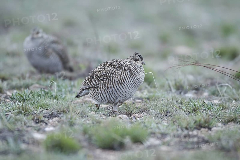 Lesser Prairie Chicken (Tympanuchus pallidicinctus) female, New Mexico, USA