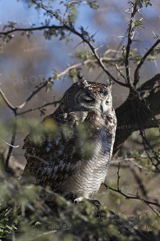Spotted Eagle-owl (Bubo africanus), Northern Cape, South Africa