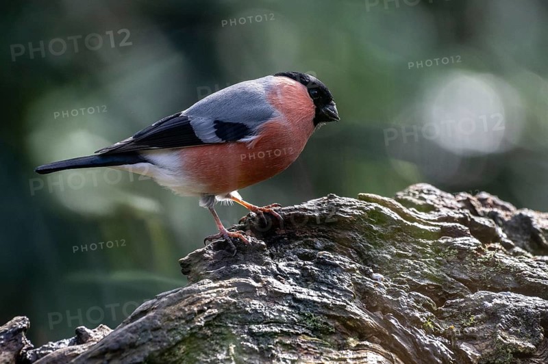 Bullfinch (Pyrrhula pyrrhula), Emsland, Lower Saxony, Germany
