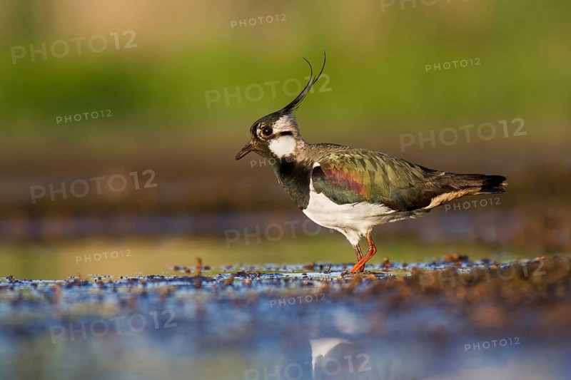 Northern Lapwing (Vanellus vanellus), Poland