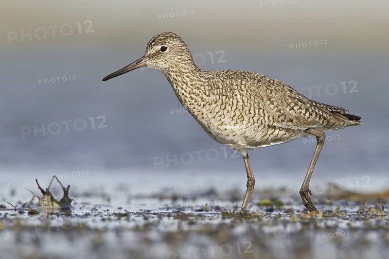 Willet (Tringa semipalmata), Alberta, Canada