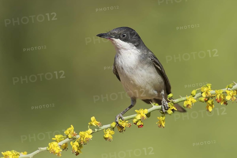 Eastern Orphean Warbler (Sylvia crassirostris) male, Eilat, Israel