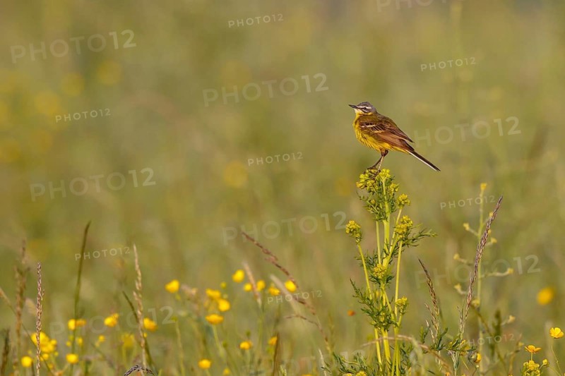Western Yellow Wagtail (Motacilla flava) perched in a meadow, North Rhine-Westphalia, Germany