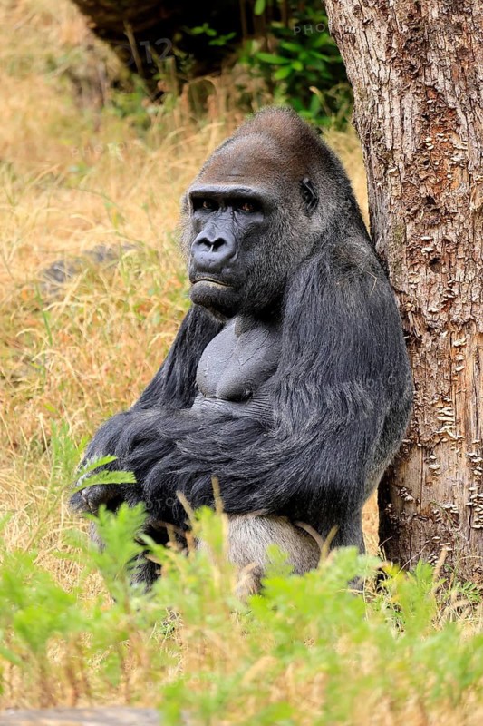 Western gorilla (Gorilla gorilla), adult, male, sitting, on the ground