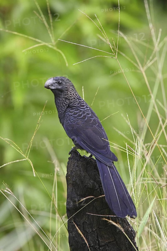 Smooth-billed Ani Crotophaga ani Gulfito, Costa Rica 6 November Adult CUCULIDAE