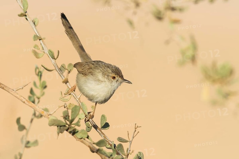 Graceful Prinia (Prinia gracilis), Eilat, Israel