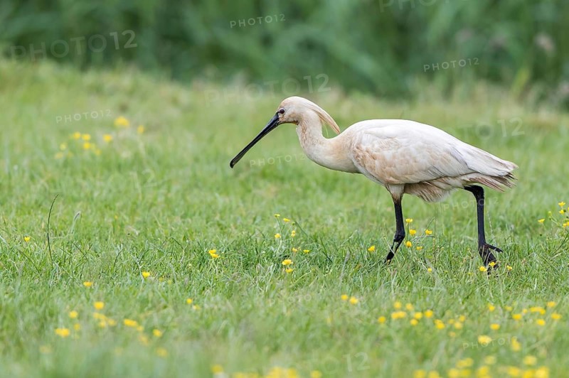 Eurasian Spoonbill (Platalea leucorodia) foraging, Texel, Netherlands
