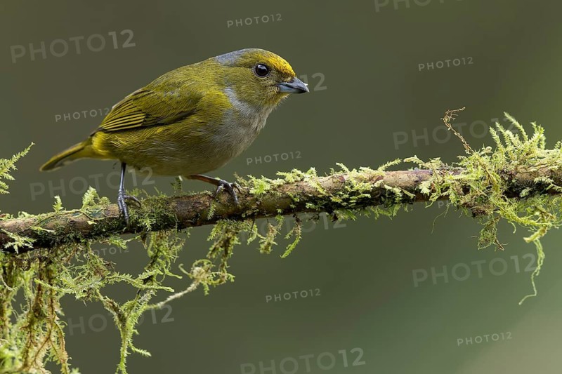 Orange-bellied Euphonia (Euphonia xanthogaster) perched on a branch in Colombia, South America